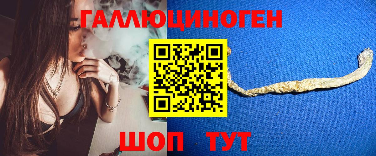 Псилоцибиновые грибы Psilocybine cubensis Апатиты
